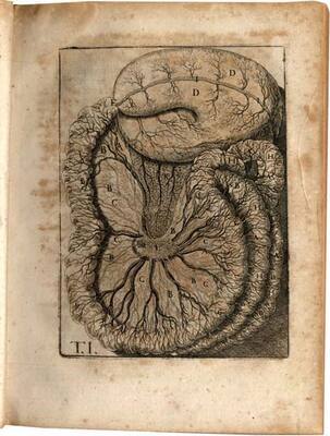 11830
<br/>
De lactibus sive lacteis venis quarto..
Milano, Giovanni Battista Bidelli, 1627.
<br/>
<em></em>