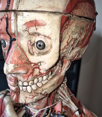 AExempel från anatomi & farmakologi samlingen 